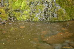 Dancing water droplets on the surface
