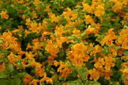 Pretty flowers
