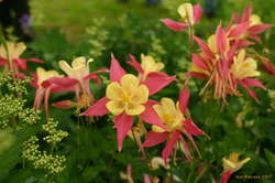 Pretty Flowers
