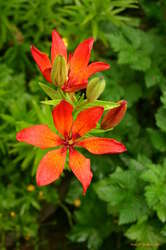 Pretty flowers
