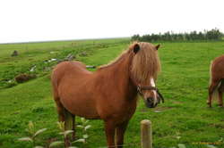 Rock and Roll horse
