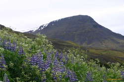 Lupines looking up to Kistufell
