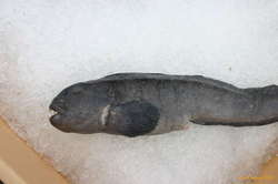 Steinbitur (ocean catfish)
