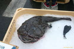 Monkfish
