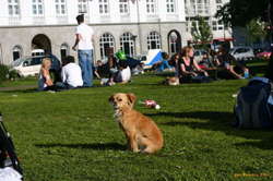 Even dogs get their day
