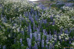Lupines and friends on Esja

