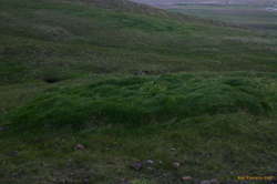 Windblown grass on Esja
