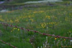Fenced off flowers
