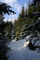 Snow in the forest
