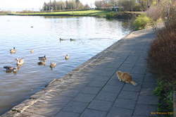 I tawt I taw a putty cat
