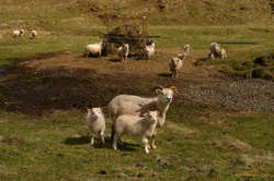 Curious lambikins
