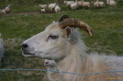 Hard Rock Ram
