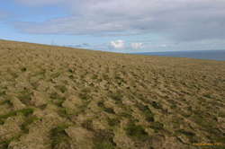 Grassy top
