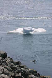 Pilot leading a berg back upstream
