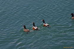 Duck army
