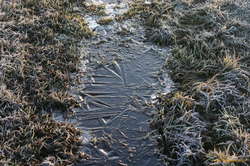 Frosty morning
