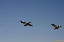 Ducks in flight
