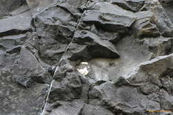 Look! fossils!

