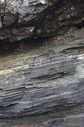 Marine sediment
