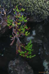 Falling down plant
