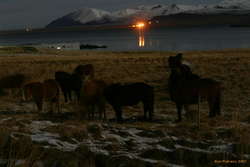 Horses in the night
