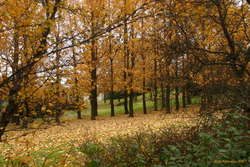 Autumn Days
