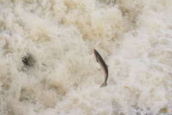 Salmon jumping up Urriðafoss
