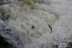 Salmon jumping up Urriðafoss
