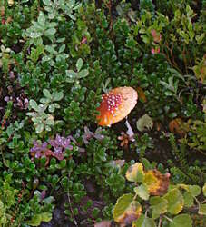 Fly Agarics?
