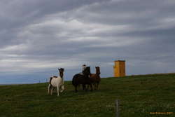 Excited horseys
