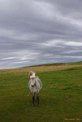 Horsey
