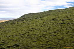 Mossy hillsides
