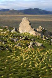 Mossy hillside
