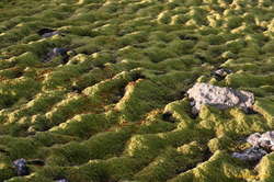 Moss waves
