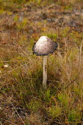 Ink mushroom
