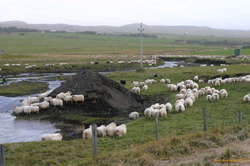 Sheep milling around about to get pushed through
