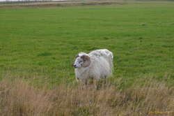 The ram sits alone
