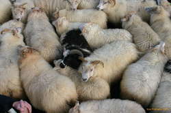 Black sheep
