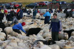 Riding a sheep
