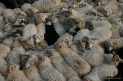 Sardine sheep
