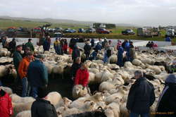 Riding the sheep home
