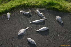 Steel fishies
