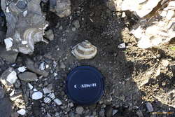 Fossil shells
