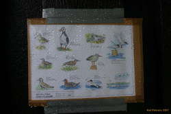 Yosef's bird chart
