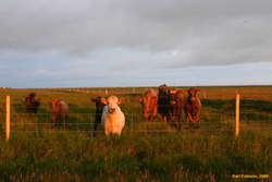 The cows came to say hello
