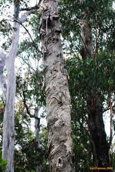 Cool tree bark
