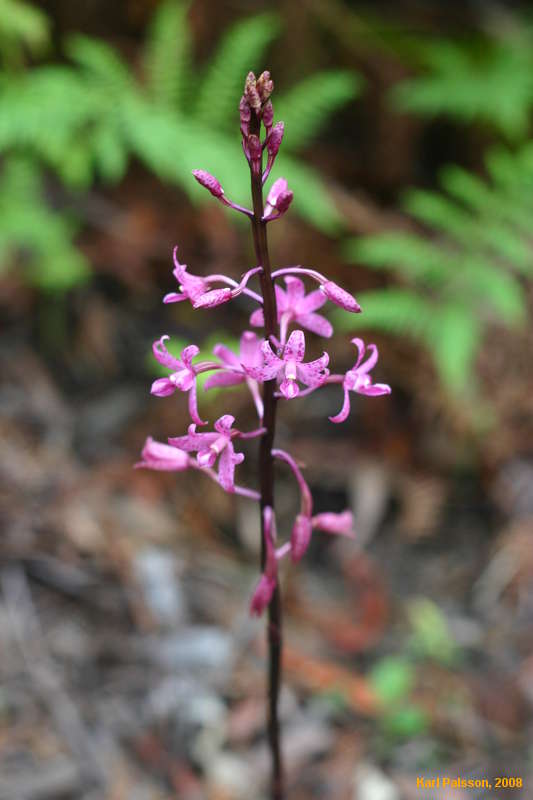 Orchids
