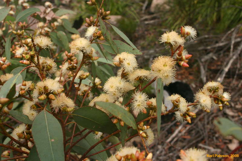 Gum nuts

