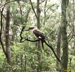 Kookaburra

