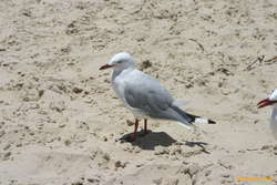 Seagulls

